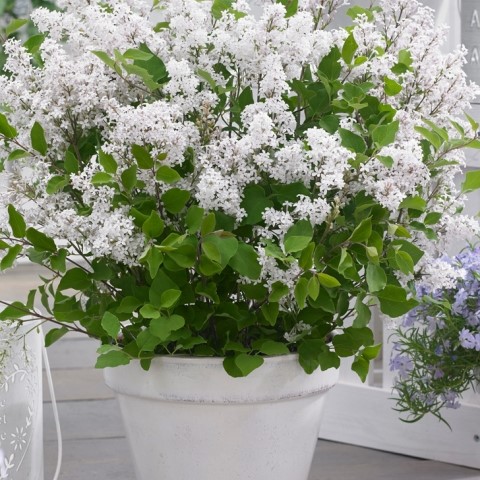 LILAS NAIN