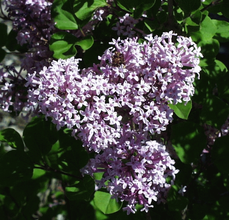 Syringa meyeri 'Palibin'