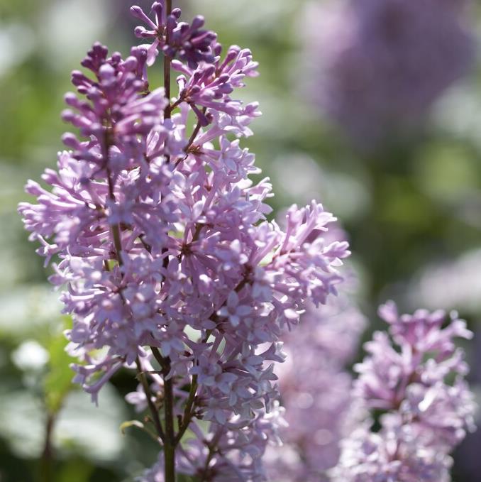 Syringa prest. 'Minuet'