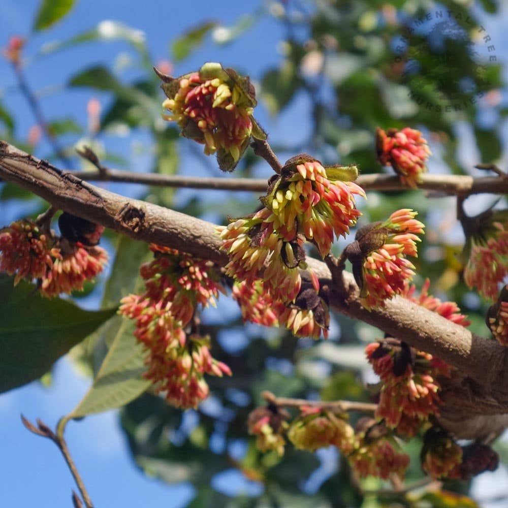 Sycoparrotia semidecidua