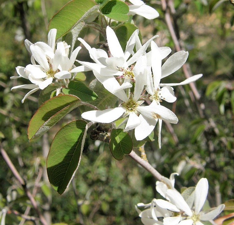 AMÉLANCHIER