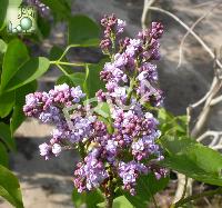 Syringa vulg. 'Belle de Nancy'