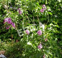 Syringa vulg. 'Sensation'