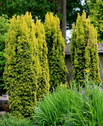 Taxus baccata 'Fast. Aureomarginata'
