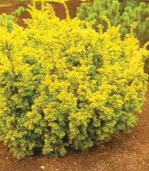 Taxus baccata 'Semperaurea'