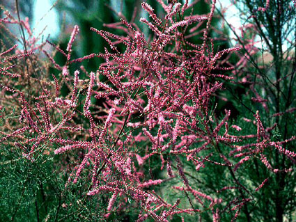 Tamarix tetrandra