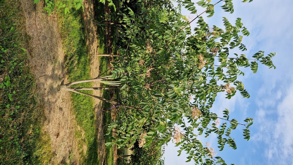 Tetradium daniellii