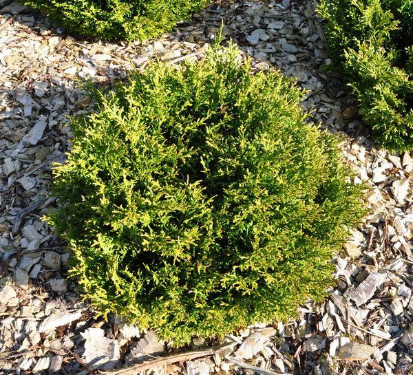 Thujopsis dolabrata 'Nana'
