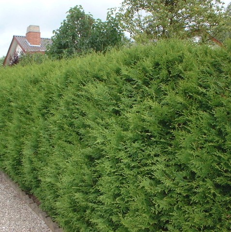 THUJA DU CANADA
