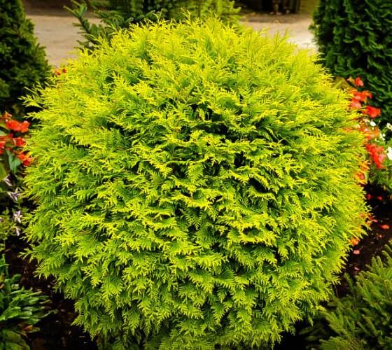 Thuja occ. 'Golden Globe'