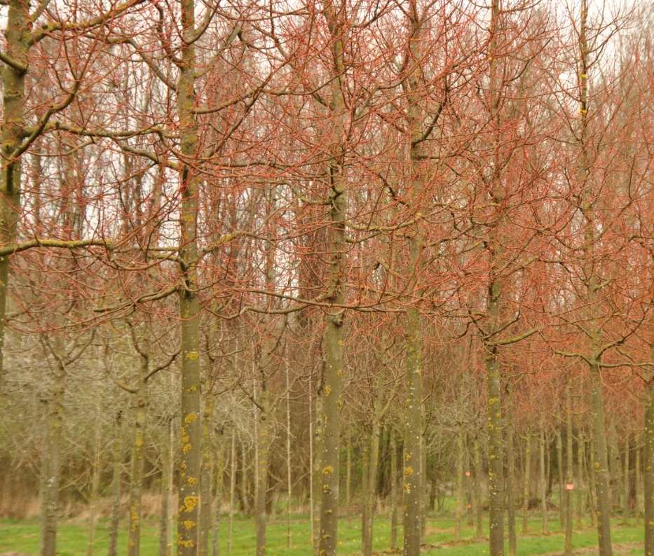 Tilia cordata 'Winter Orange'