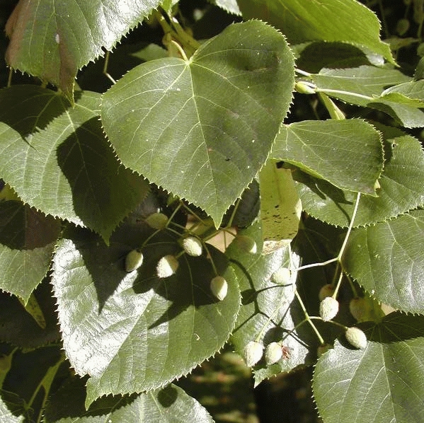 Tilia europ 'Euchlora'
