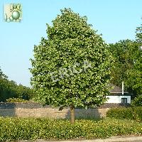 Tilia tomentosa 'Brabant'
