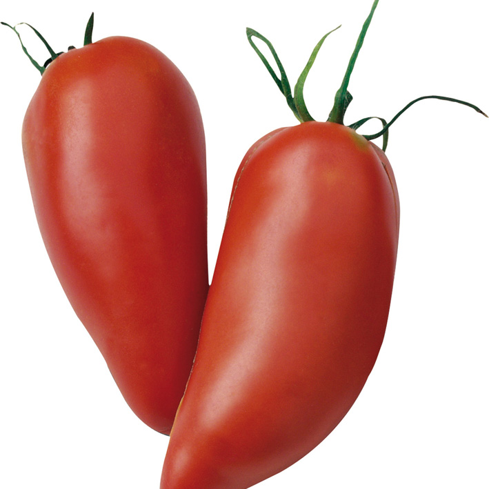 TOMATE ANDINE CORNUE