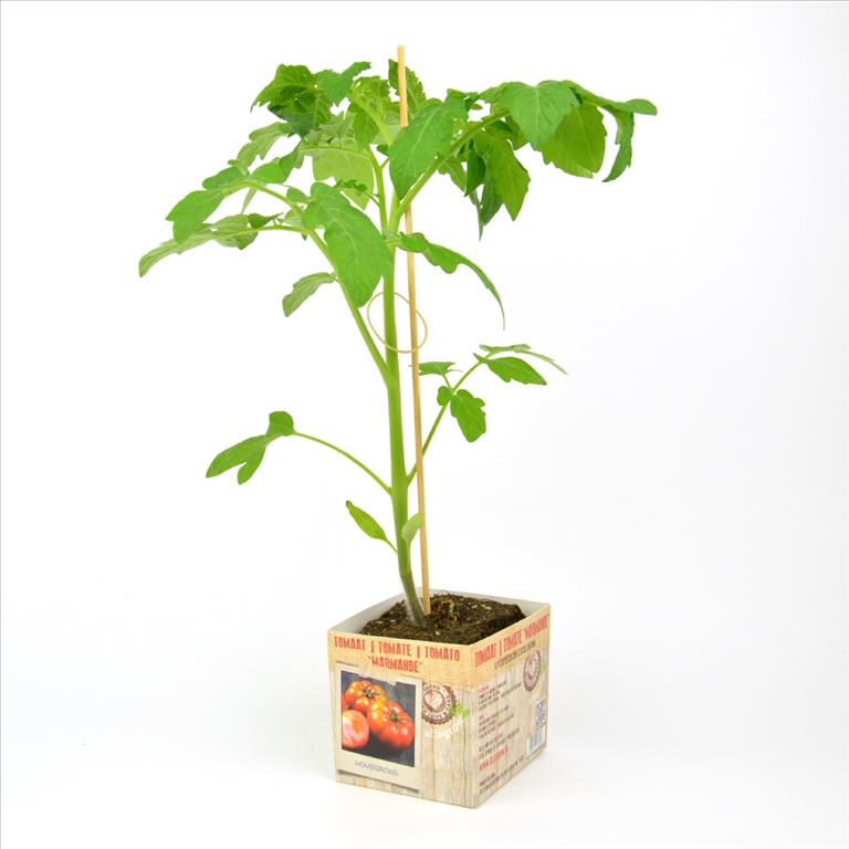 TOMAAT MARMANDE