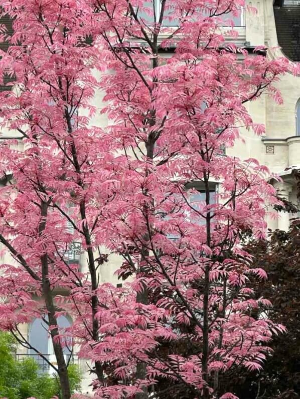 Toona sinensis 'Flamingo'