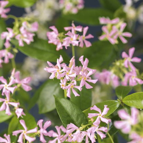 Trachelospermum as. 'Pink Air'