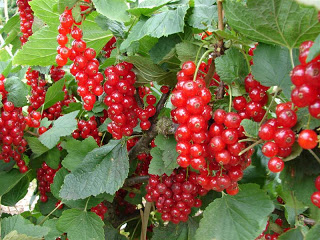 Ribes 'Rovada' TROSBES