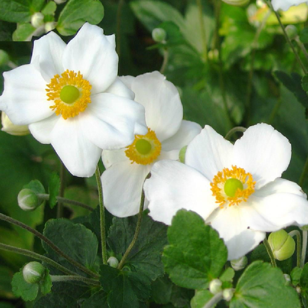 Anemone hybr. 'Andrea Atkinson'