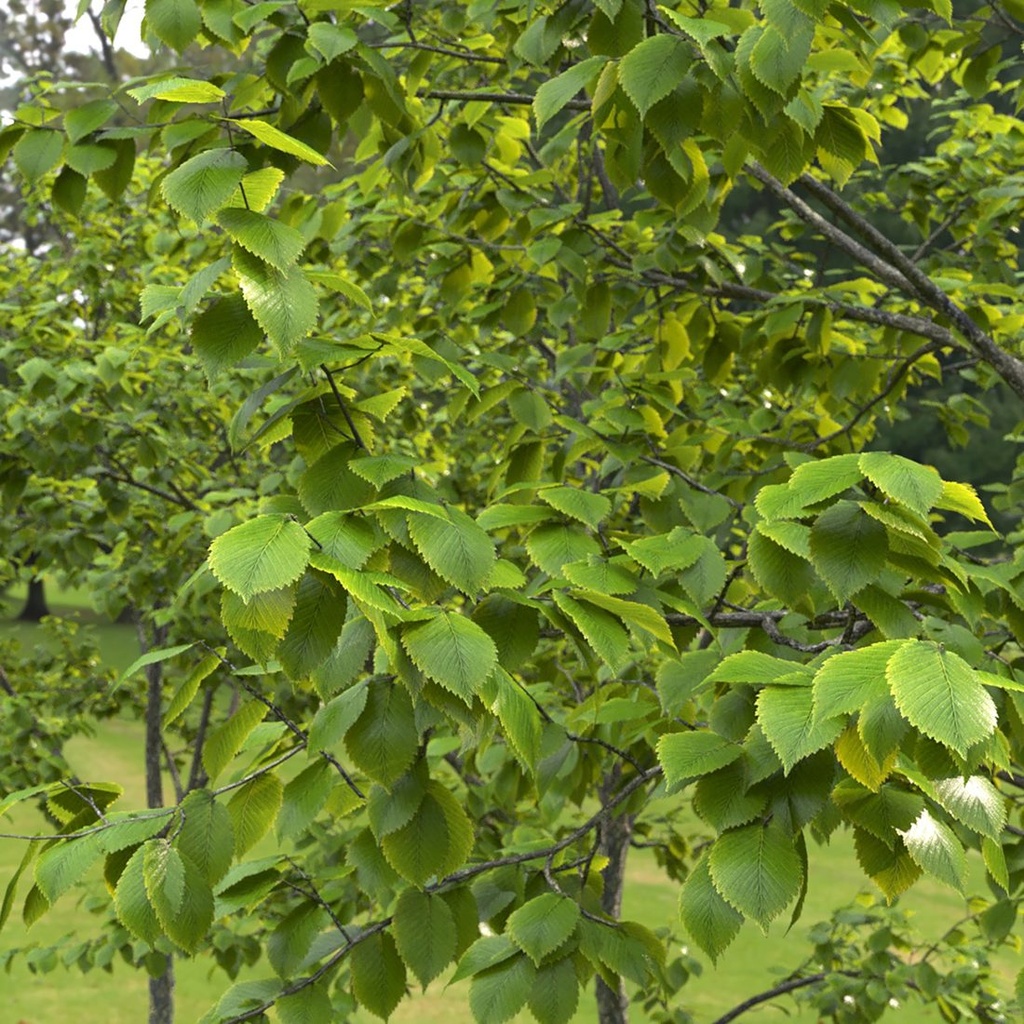 Ulmus laevis