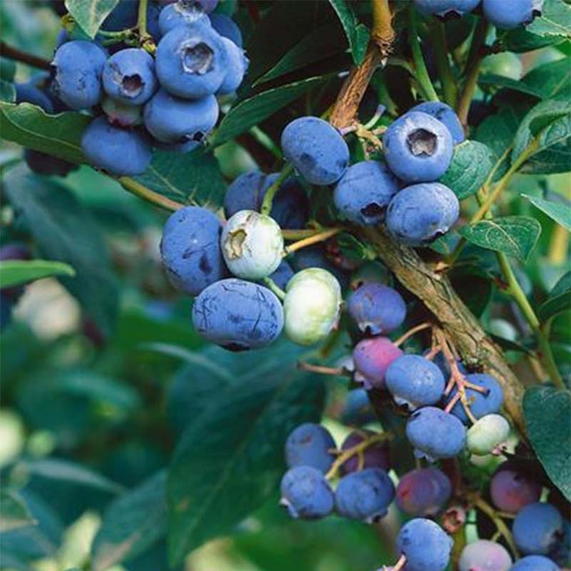Vaccinium cor. 'Brigitta Blue' AMERIKAANSE BLAUWBES