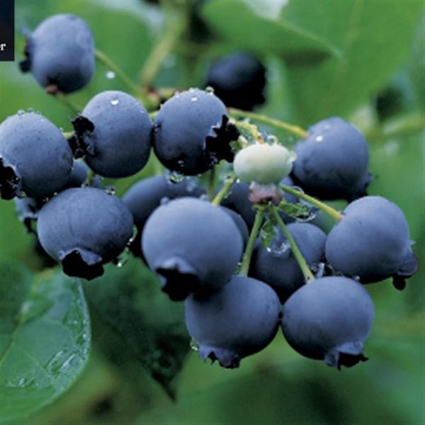 Vaccinium cor. 'Duke' AMERIKAANSE BLAUWBES