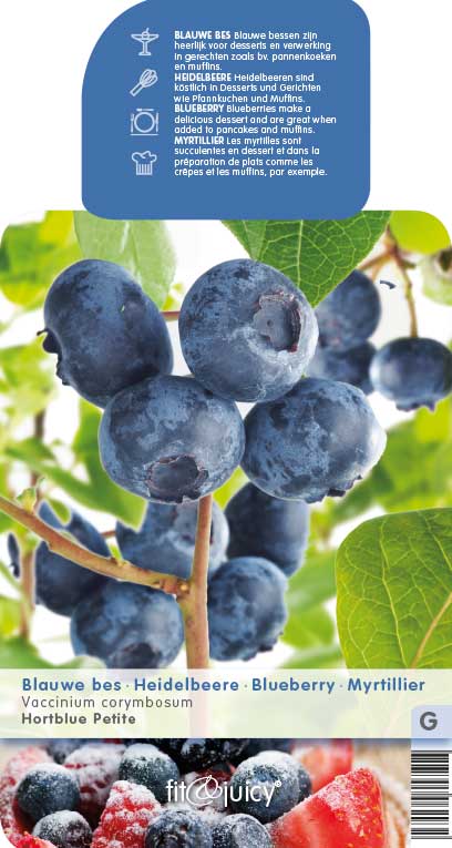 Vaccinium cor. 'Hortblue Petite' AMERIKAANSE BLAUWBES