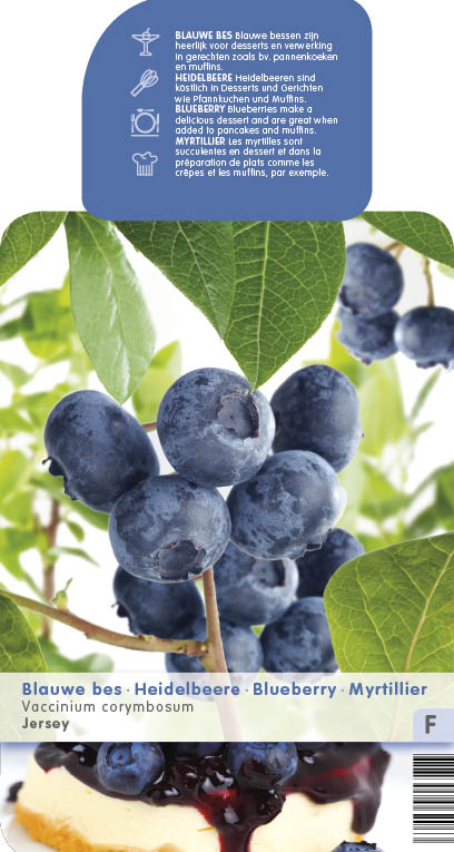 Vaccinium cor. 'Jersey' AMERIKAANSE BLAUWBES