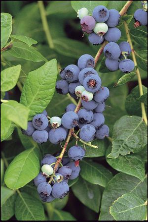 Vaccinium cor. 'Northland' AMERIKAANSE BLAUWBES