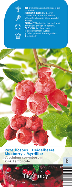 Vaccinium cor. 'Pink Lemonade' AMERIKAANSE ROZE BES