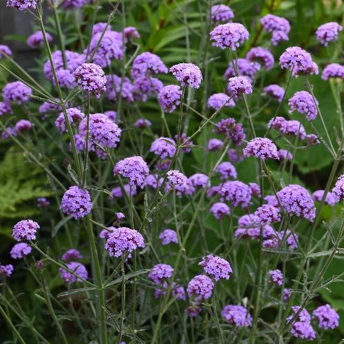 Verbena bon. 'Royal Dreams'