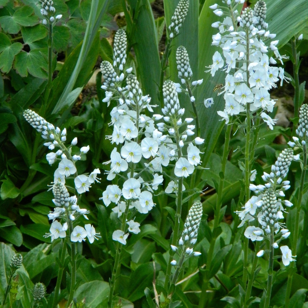 Veronica gentianoides