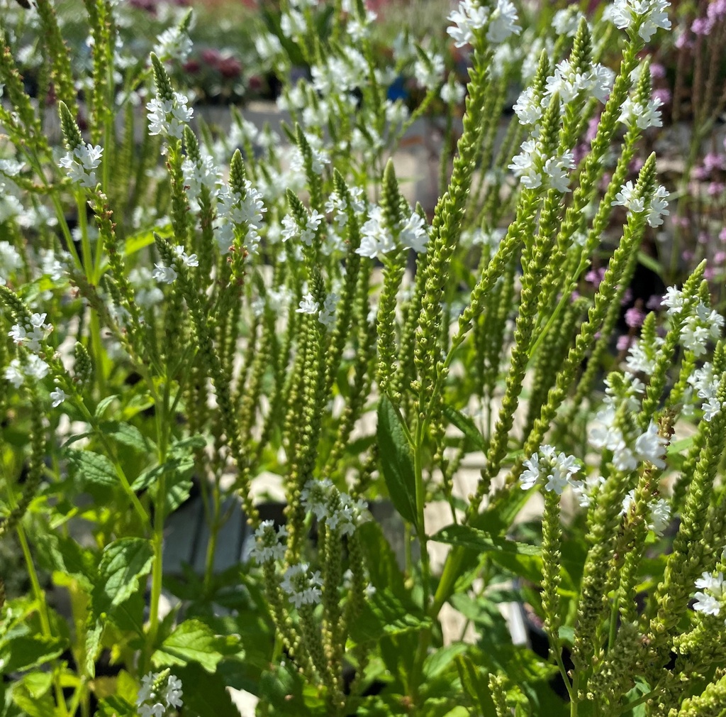 VERVEINE