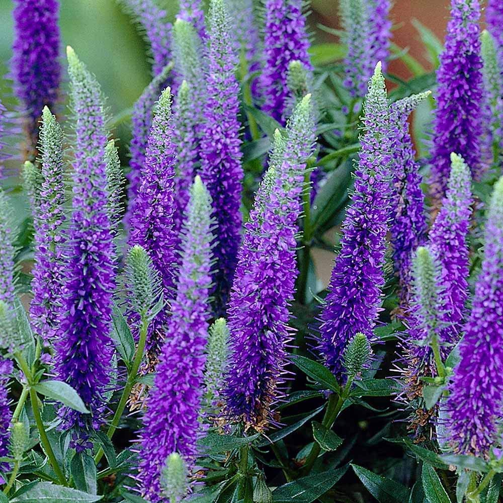 Veronica spicata