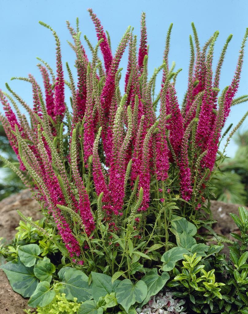Veronica spicata 'Rotfuchs'