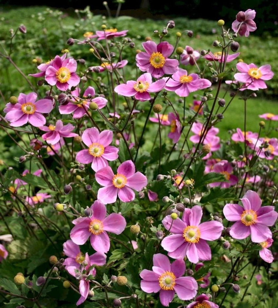 Anemone hupeh. 'Praecox'