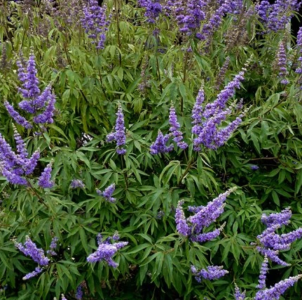 Vitex agnus-castus 'Delta Blues'