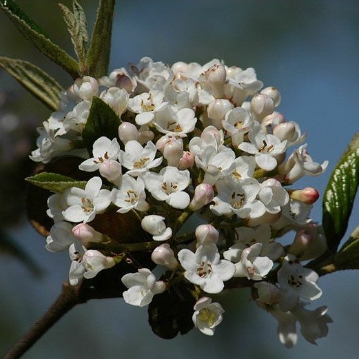 BOULE DE NEIGE