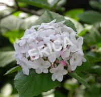 BOULE DE NEIGE