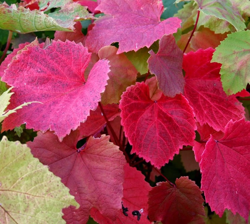 Vitis coignetiae