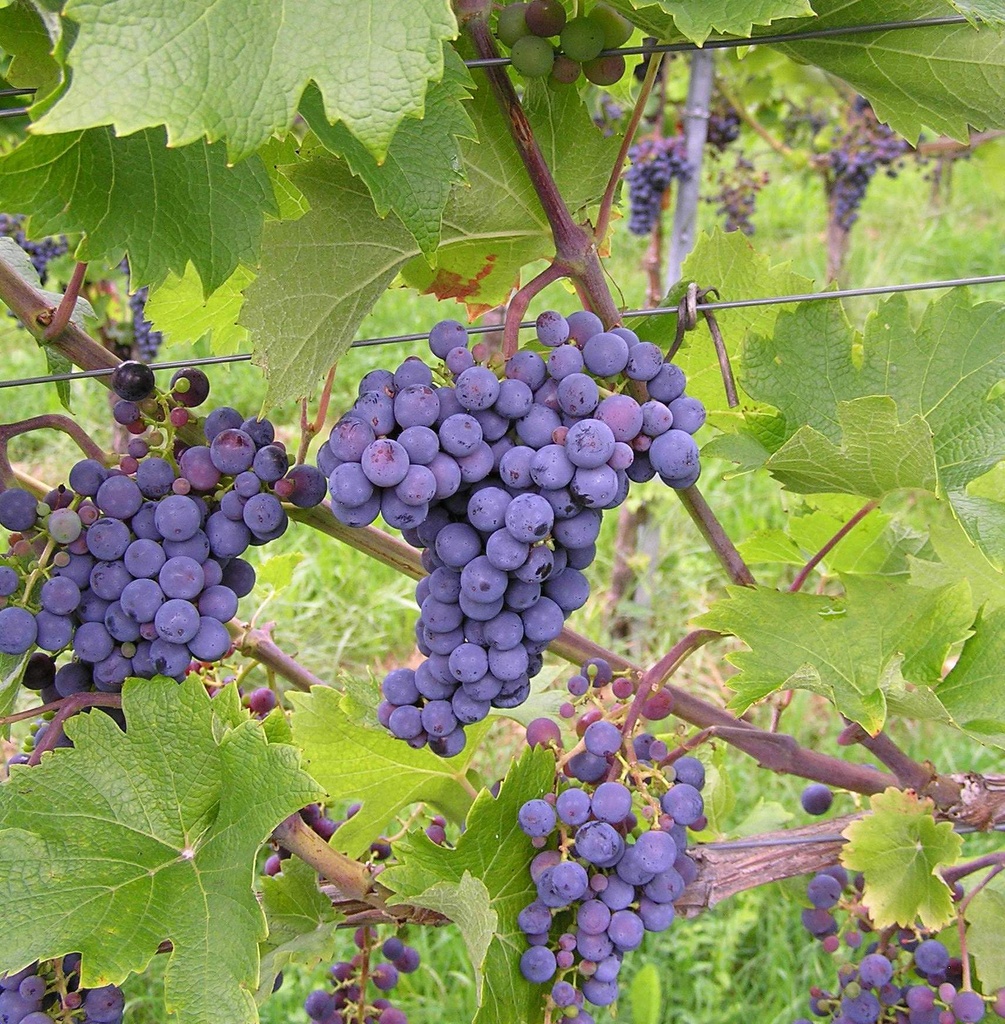 Druivelaar 'Cabarnet Sauvignon'