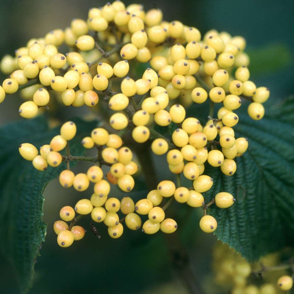 Viburnum dilatatum 'Michael Dodge'