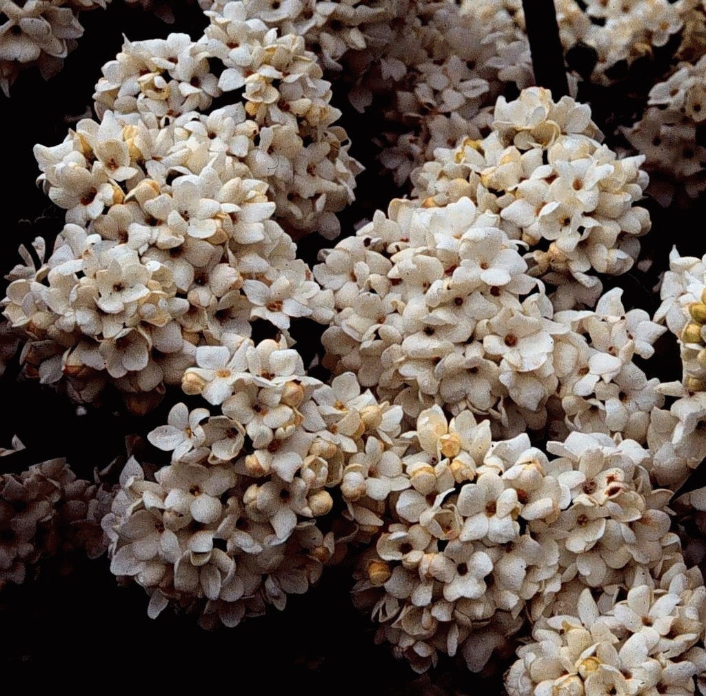 Viburnum 'Eskimo'