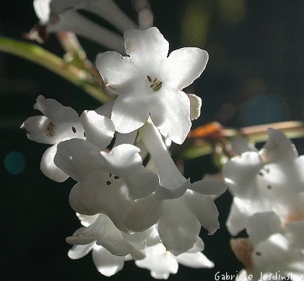 Viburnum farreri