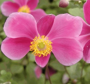 Anemone hupeh. 'Splendens' (GD)