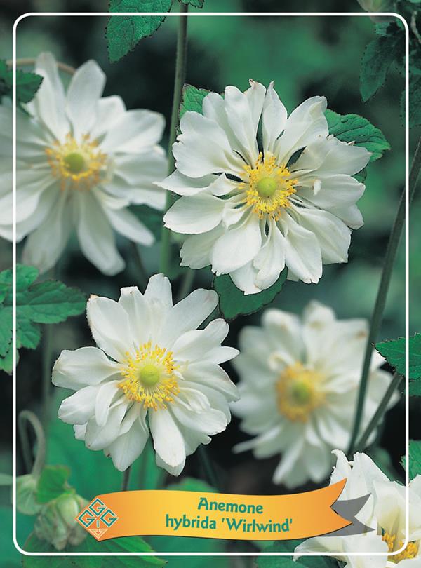 Anemone hybr. 'Whirlwind'