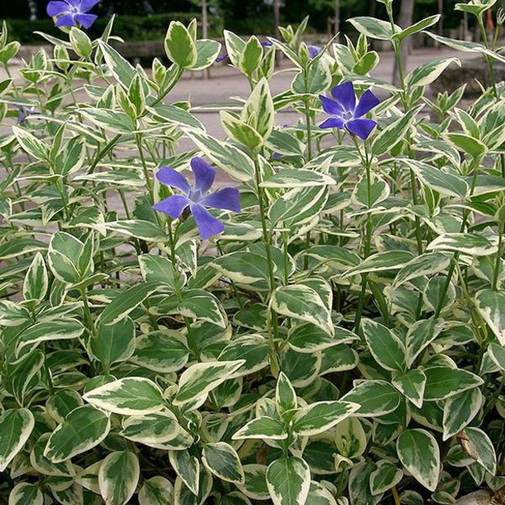 Vinca major 'Variegata'