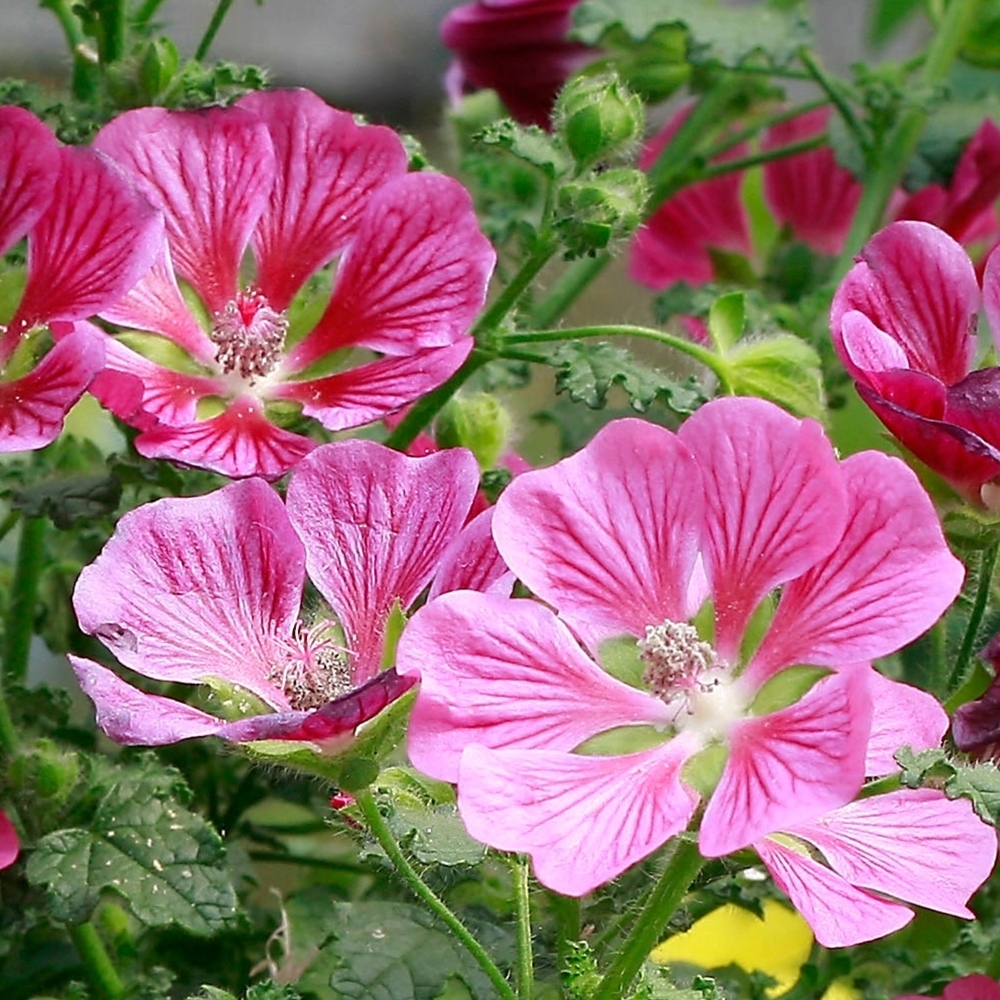 Anisodontea