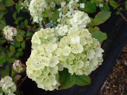 Viburnum plicatum 'Grandiflorum'