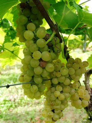 RAISIN BLANC DE PLEIN AIR 'SOLARIS'